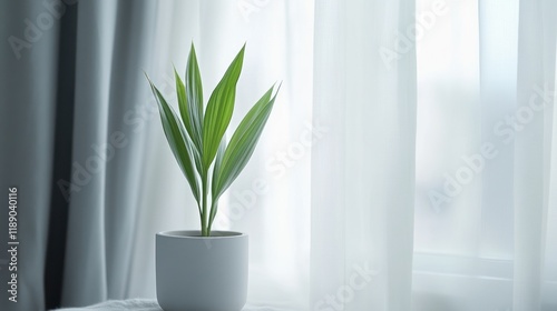 Small green plant in white pot by sheer curtains.