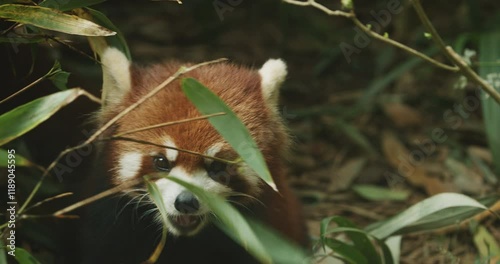 Red Panda Eating Bamboo. Ailurus Fulgens Or Lesser Panda Is Small Mammal Native To The Eastern Himalayas And Southwestern China. Red Pandas Are Also Symbol Of Goodness And Good Fortune In Chinese photo