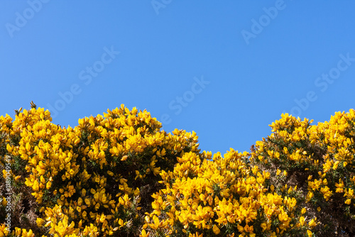 Blue sky over flowering gorse bushes photo