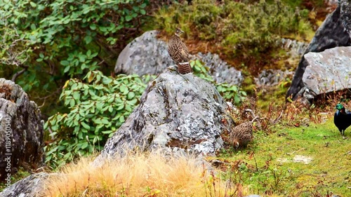 Himalayan monal