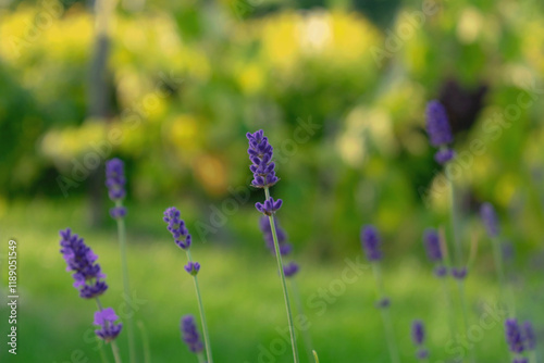 A blooming lavender garden.
