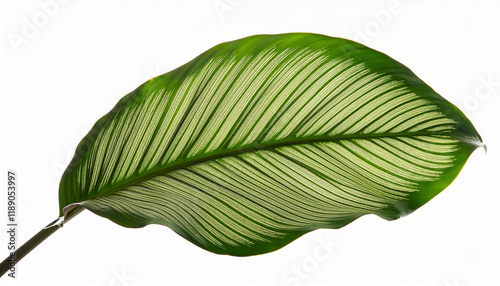 calathea orbifolia leaves isolated on background photo