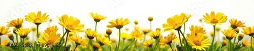 Sunny field of bright yellow daisies isolated on white background, freshness, simplicity, golden