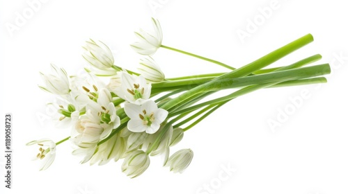 white flowers with green stems on white background