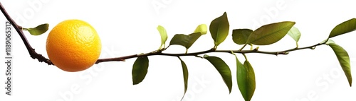 Fresh orange on a branch with green leaves, white isolate background.