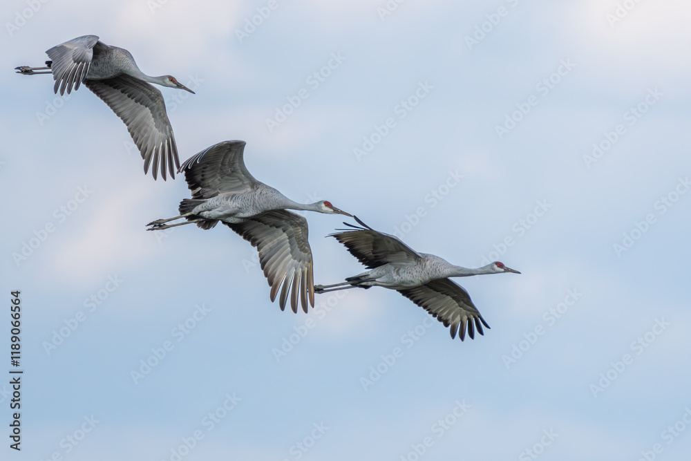 Sandhill Cranes flying over a marsh Sandhill Cranes flying over a marsh
