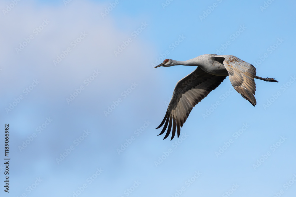 A Sandhill Crane flying over a marsh A Sandhill Crane flying over a marsh