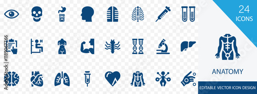 Anatomy solid icon set. containing heart, muscle, brain, eye, mouth, hand, nose and more vector design