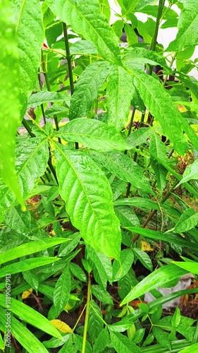 Wallpaper Mural close up on plant after rain moss green algae plant beautiful Torontodigital.ca