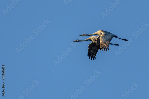 Sandhill Cranes flying over a marsh