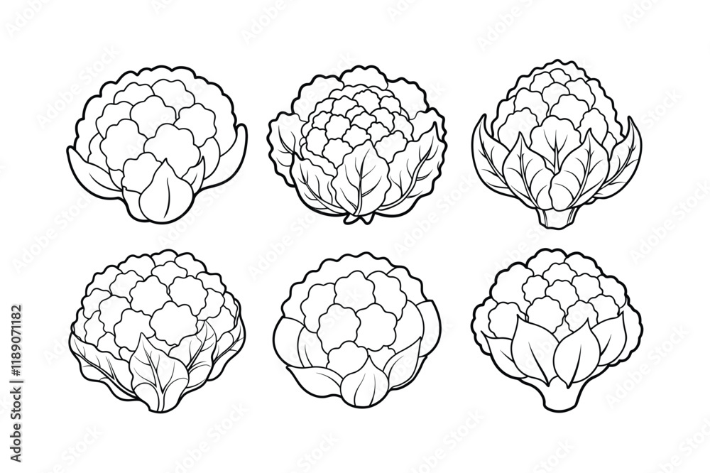 Cauliflower (Brassica oleracea var. botrytis) design, labeled line art vector illustration Cauliflower (Brassica oleracea var. botrytis) design, labeled line art vector illustration