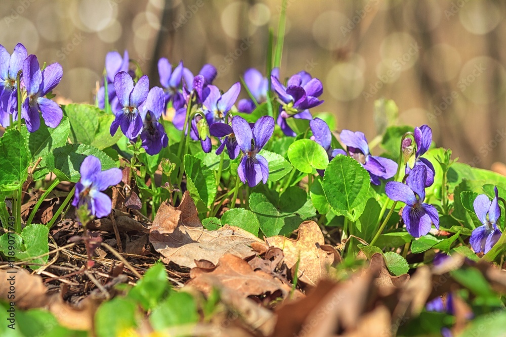 Violet violets flowers bloom in the spring forest. Viola odorata