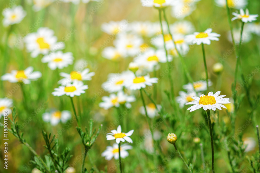 Сhamomile (Matricaria recutita), blooming plants in the spring meadow on a sunny day, closeup