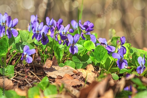 Obraz na płótnie Violet violets flowers bloom in the spring forest. Viola odorata w salonie