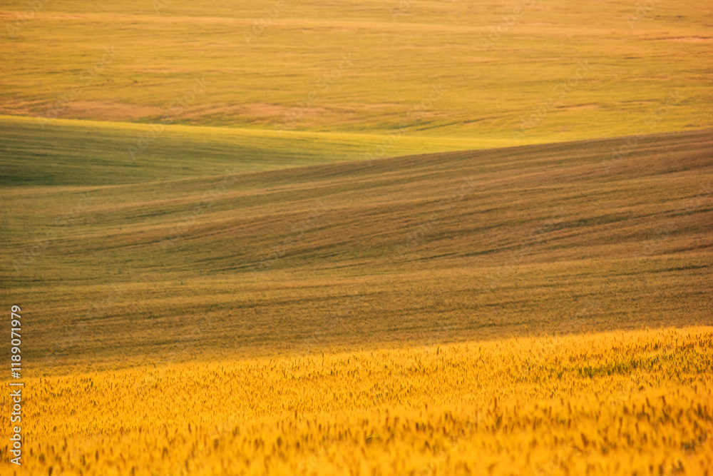 Rural landscape, background - hilly terrain, field wheat in the rays of the summer sun