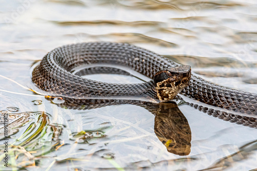 Schilderij op canvas Cottonmouth