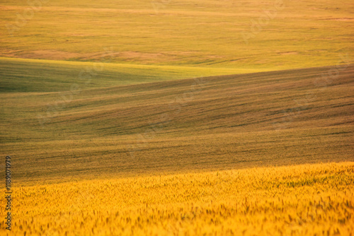 Obraz na płótnie Rural landscape, background - hilly terrain, field wheat in the rays of the summer sun w salonie