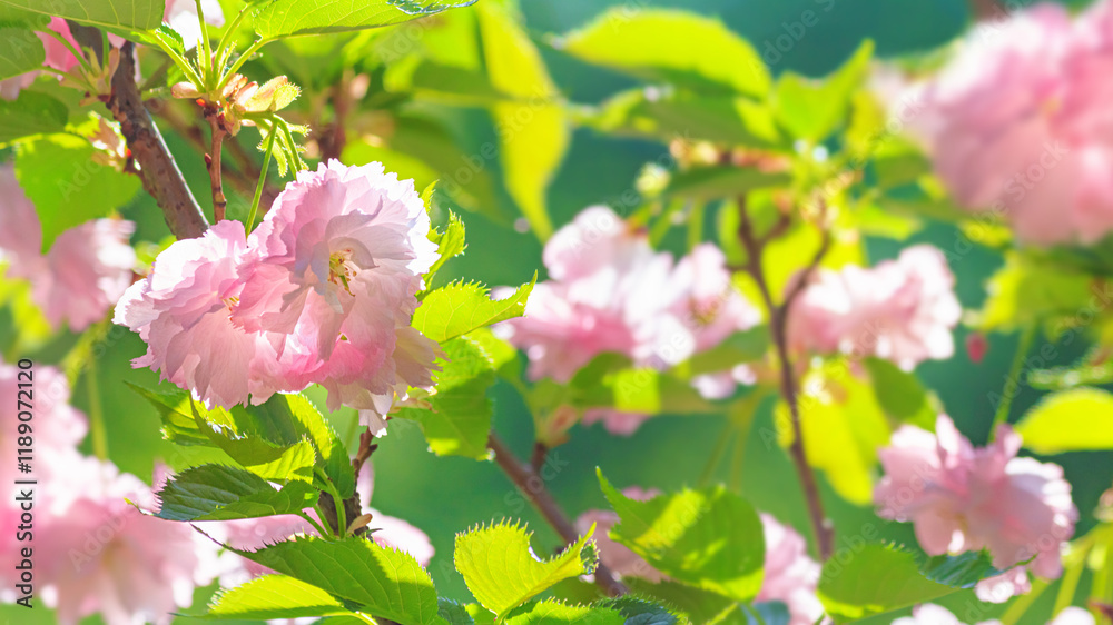 Spring floral background - beautiful pink sakura flowers and fresh green leaves in the sunlight on a tree branch.