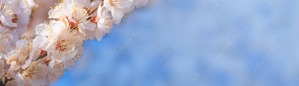 Spring background, panorama, banner - flowers of apricot tree (Prunus armeniaca) on the background of a blooming garden, closeup with space for text