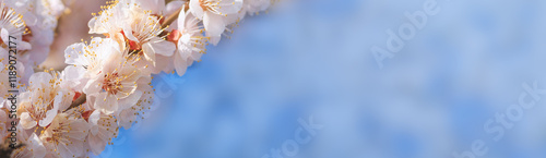 Obraz na płótnie Spring background, panorama, banner - flowers of apricot tree (Prunus armeniaca) on the background of a blooming garden, closeup with space for text w salonie