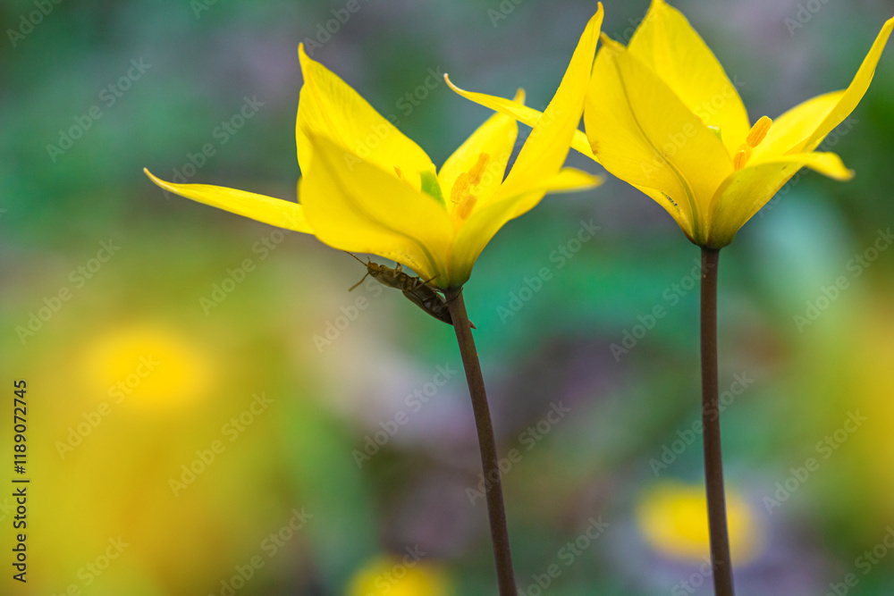 Selective focus close-up of the yellow wild tulip or woodland tulip flowers in the spring deciduous forest