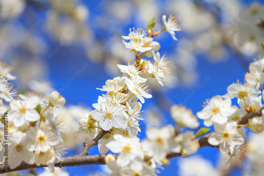 Spring background - flowers of apple tree on the background of a blooming garden, closeup