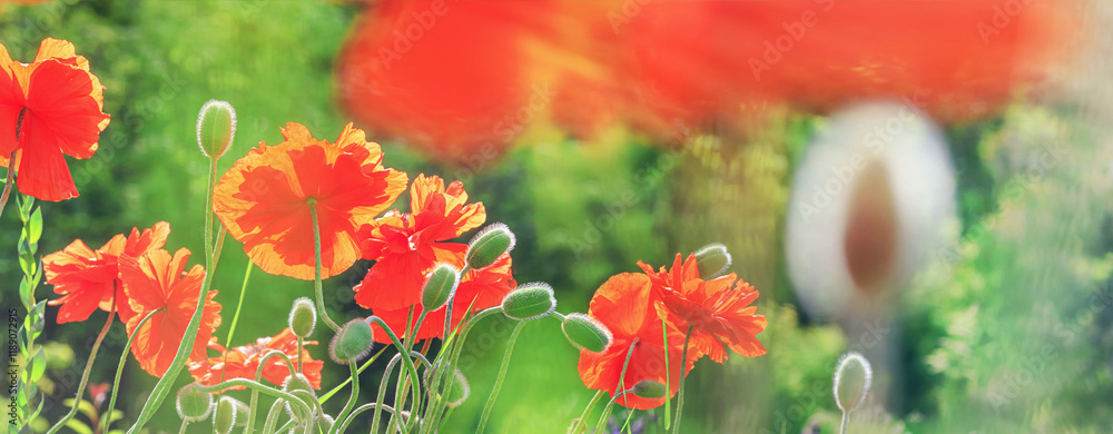 Springtime background with blooming garden poppies closeup. Horizontal banner with copy space for text