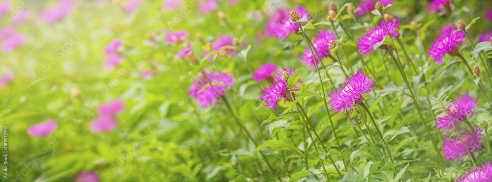 Close-up view of a blooming knapweed or centaurea jacea in a spring meadow. Horizontal background, banner with copy space for text