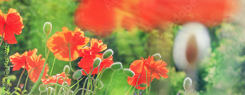 Obraz na płótnie Springtime background with blooming garden poppies closeup. Horizontal banner with copy space for text w salonie
