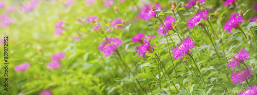 Close-up view of a blooming knapweed or centaurea jacea in a spring meadow. Horizontal background, banner with copy space for text