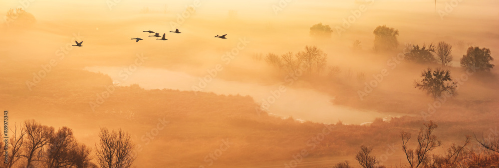 Autumn landscape - a flock of swans flies in the morning fog over the river valley, panorama, banner