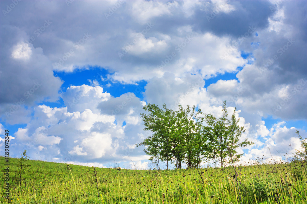Summer landscape - view of grass on a summer meadow with sky and clouds