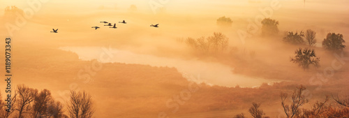 Obraz na płótnie Autumn landscape - a flock of swans flies in the morning fog over the river valley, panorama, banner w salonie