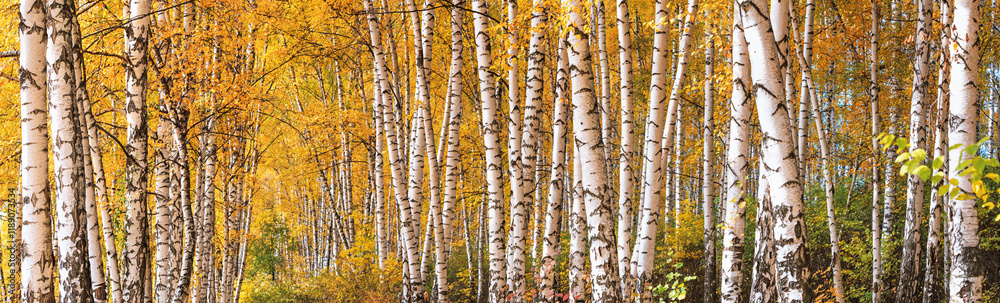 Birch grove on sunny autumn day, beautiful landscape through foliage and tree trunks, panorama, horizontal banner