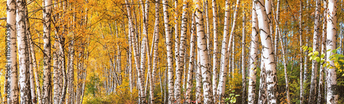 Obraz na płótnie Birch grove on sunny autumn day, beautiful landscape through foliage and tree trunks, panorama, horizontal banner w salonie
