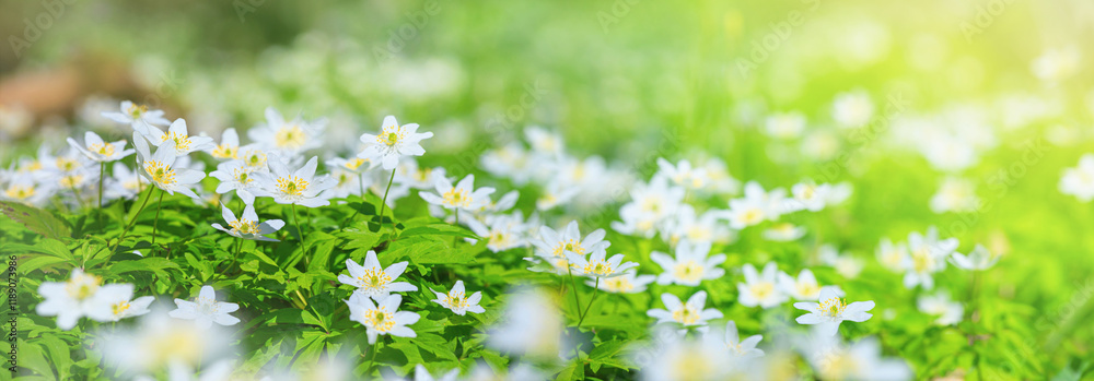 Spring landscape, banner, panorama - view of the anemone nemorosa in the spring forest in the rays of the sun. Horizontal background with copy space for text