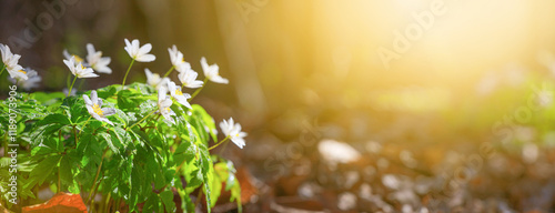 Spring landscape, banner, panorama - view of the anemone nemorosa in the spring forest in the rays of the sun. Horizontal background with copy space for text
