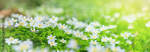 Spring landscape, banner, panorama - view of the anemone nemorosa in the spring forest in the rays of the sun. Horizontal background with copy space for text