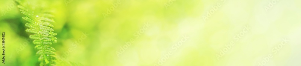 Green fern leaf with dew in the morning spring forest, selective focus. Horizontal blurred banner with copy space for text