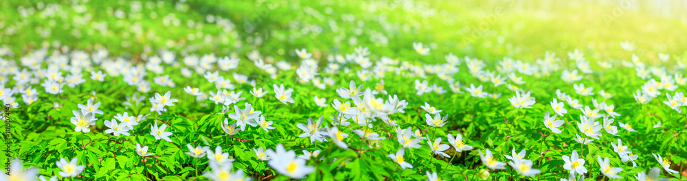 Spring landscape, banner, panorama - view of the anemone nemorosa with selective focus in the spring forest in the rays of the sun. Horizontal background with copy space for text
