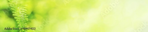 Obraz na płótnie Green fern leaf with dew in the morning spring forest, selective focus. Horizontal blurred banner with copy space for text w salonie