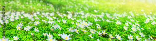 Obraz na płótnie Spring landscape, banner, panorama - view of the anemone nemorosa with selective focus in the spring forest in the rays of the sun. Horizontal background with copy space for text w salonie