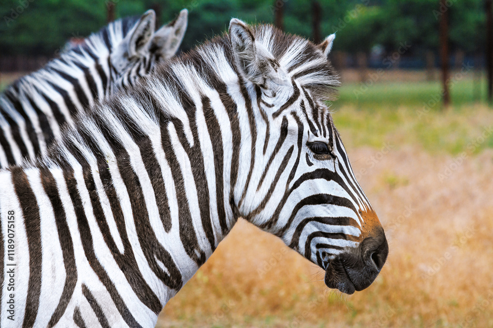 Summer landscape - view of two zebras grazing in dry steppe, Ukrainian nature reserve Askania-Nova, Kherson Oblast, Ukraine