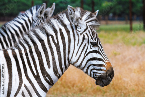Obraz na płótnie Summer landscape - view of two zebras grazing in dry steppe, Ukrainian nature reserve Askania-Nova, Kherson Oblast, Ukraine w salonie