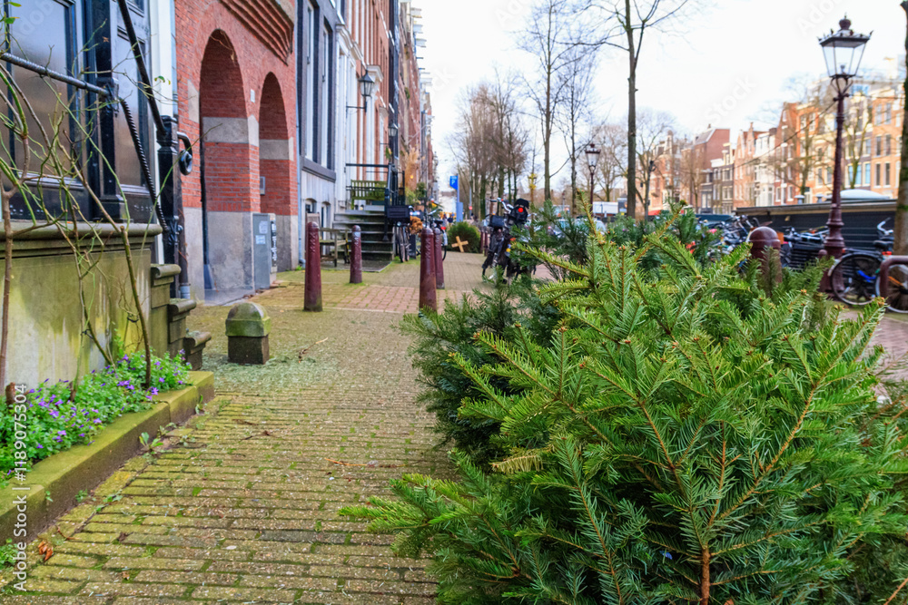 Cityscape in the winter after the holiday - street view with discarded Christmas trees in the historic center of Amsterdam, the Netherlands