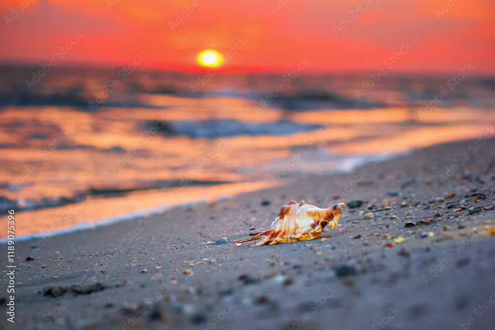 View of a beach with seashell on the sand at sunset, selective focus. Concept of sandy beach holiday, background with copy space for text