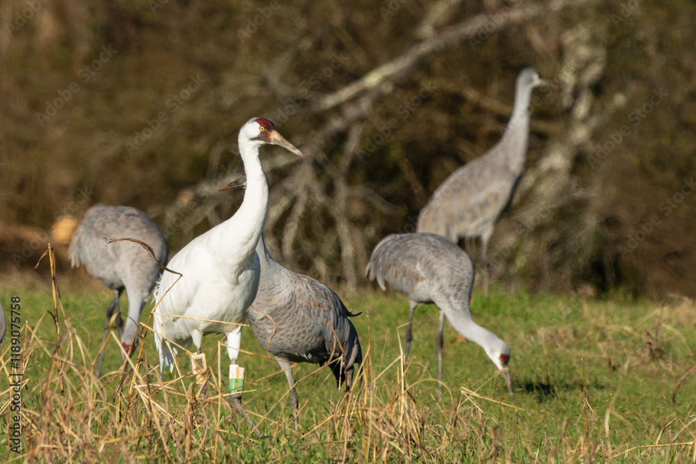 Naklejka premium A Whooping Crane feeding in a field with Sandhill Cranes