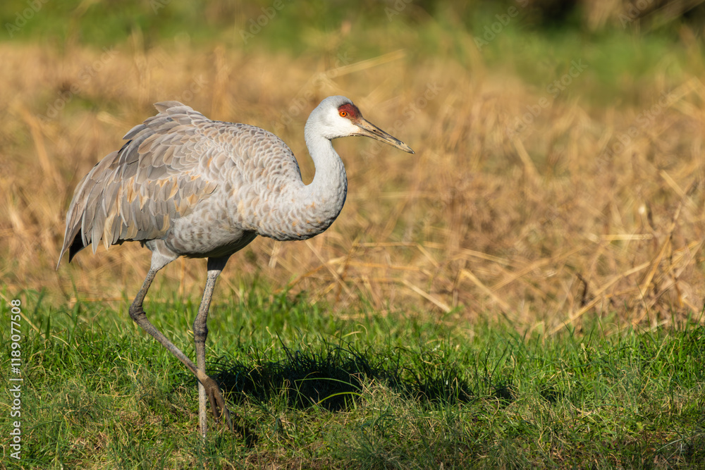 Obraz premium A Sandhill Crane feeding in a grass field