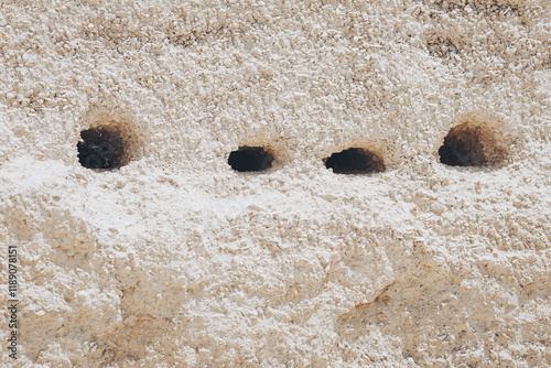 Empty nests, burrows of birds in the sand cliffs. Numerous holes of nests of swallows or swifts in the limestone slope. 