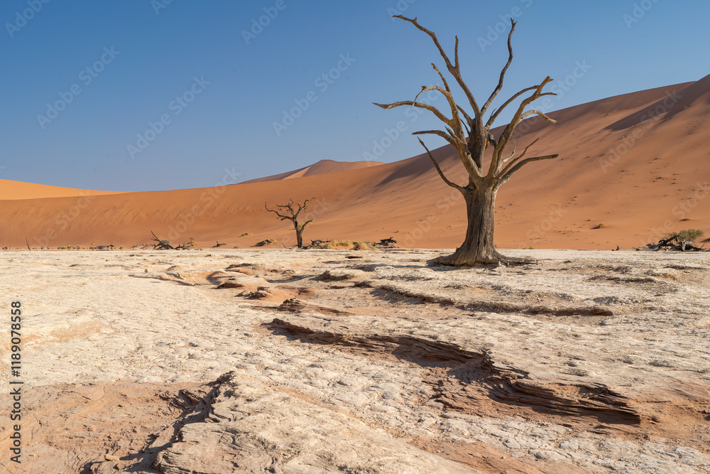 Beautiful Trees in the Namibian Desert - Namibia Beautiful Trees in the Namibian Desert - Namibia
